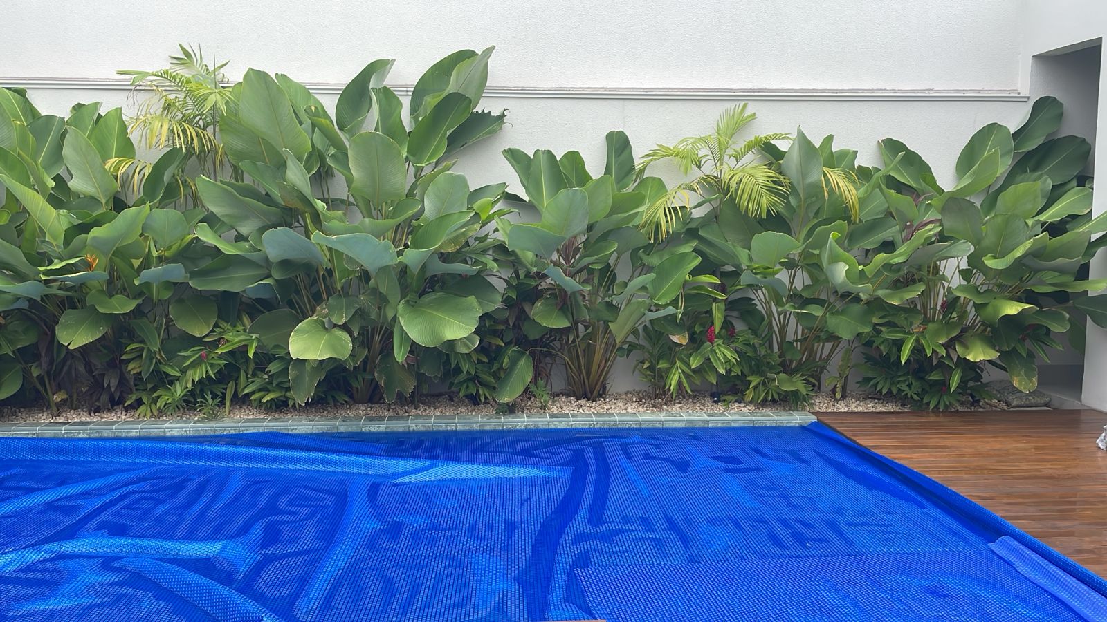 Pimenteiras ornamentais